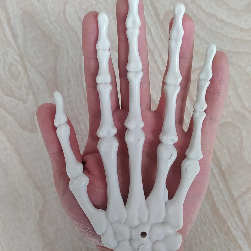 Anatomisches Hand-Skelettmodell Karnz