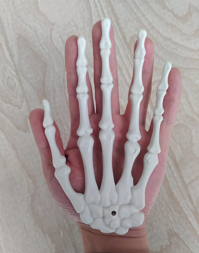 Anatomisches Hand-Skelettmodell Karnz