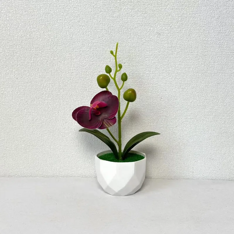 Orchideenpflanzenarrangement