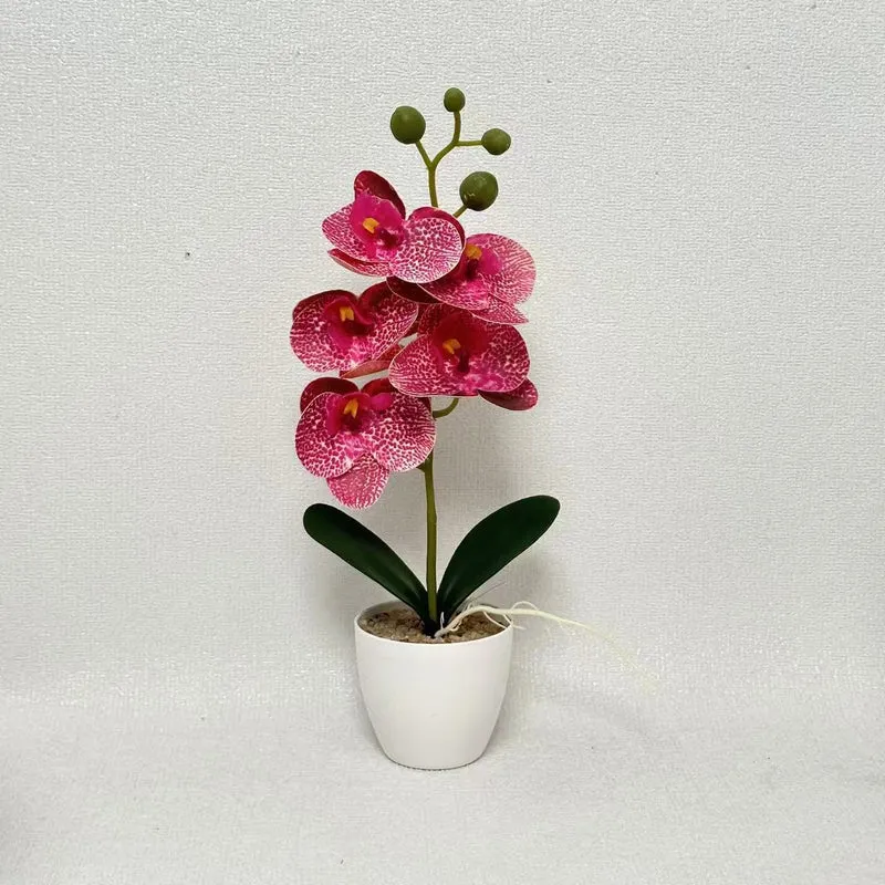 Elegante dekorative Orchideenpflanze für die Inneneinrichtung