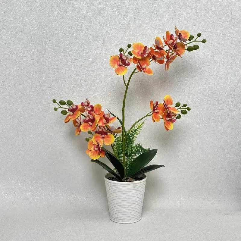 Elegante dekorative Orchideenpflanzenarrangement für die Heimdekoration