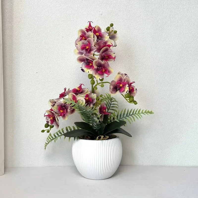 Dekorative Orchideenpflanze für dekorative Wohnraumgestaltung