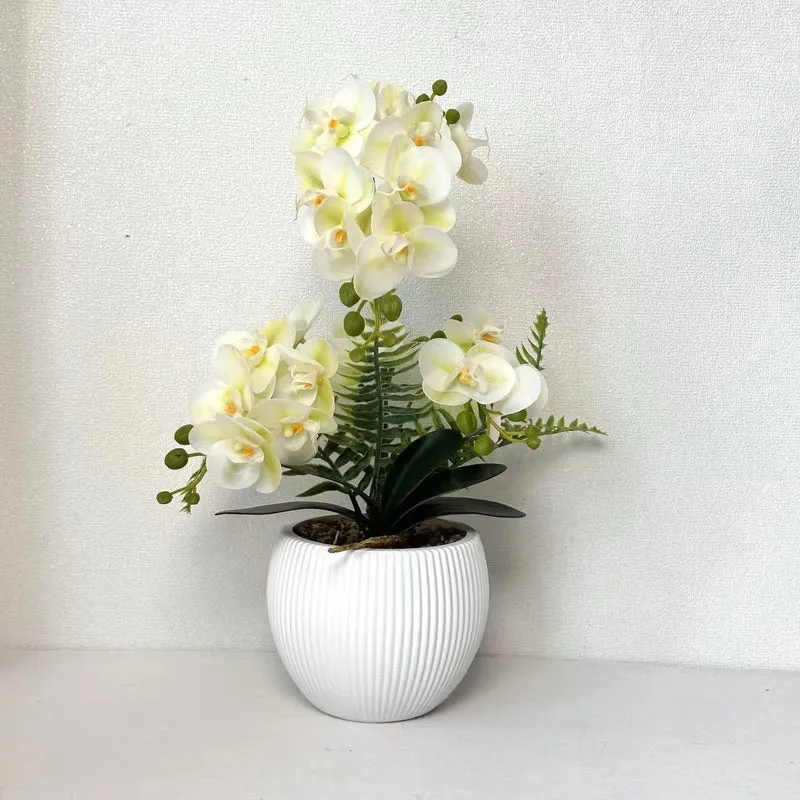 Dekorative Orchideenpflanze für dekorative Wohnraumgestaltung