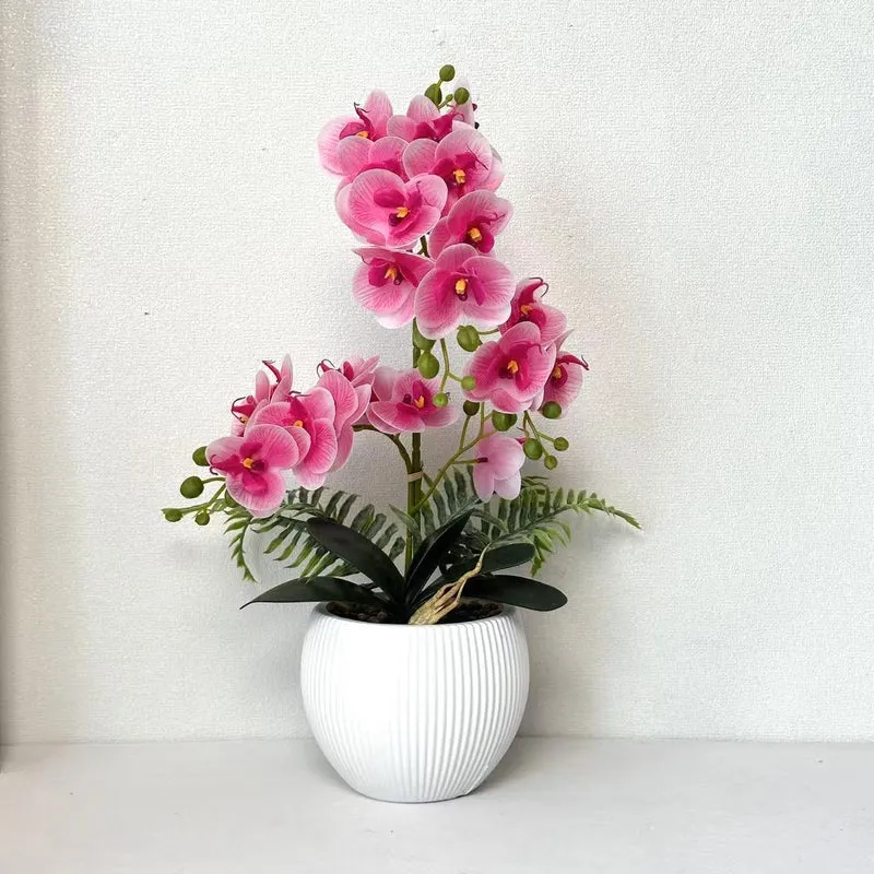 Dekorative Orchideenpflanze für dekorative Wohnraumgestaltung