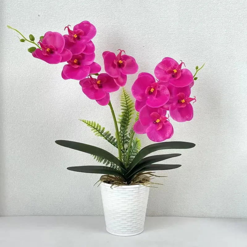 Dekorative Orchideenpflanze für die Inneneinrichtung