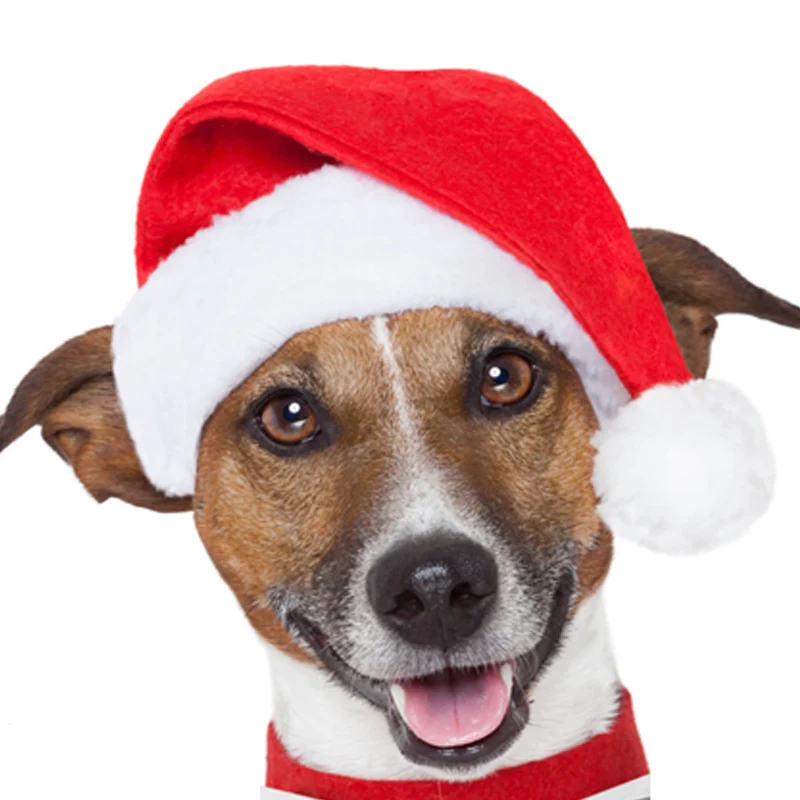 Weihnachtsmütze für Haustiere