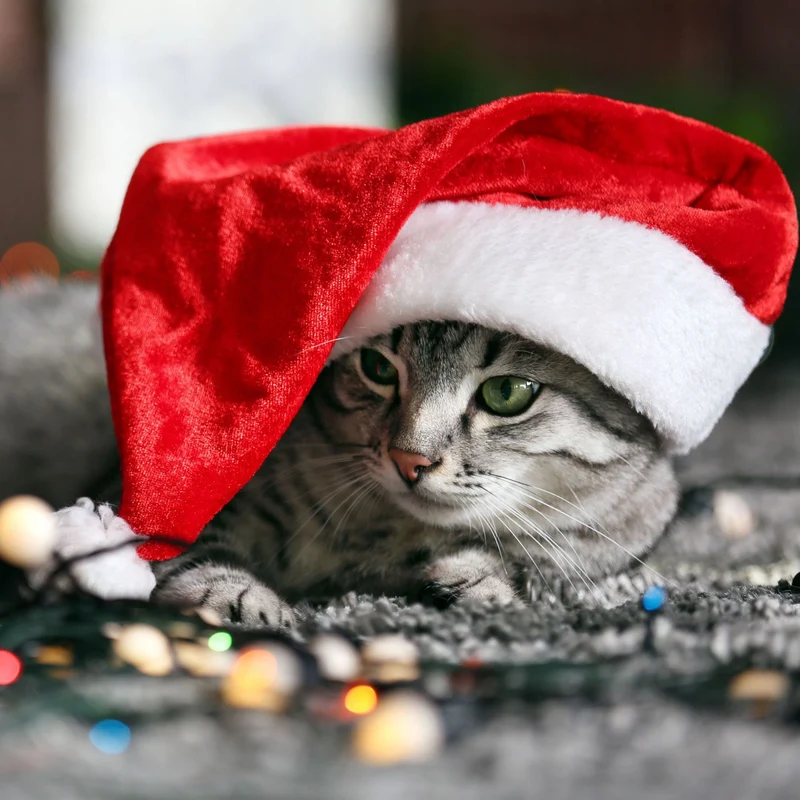 Weihnachtsmütze für Haustiere