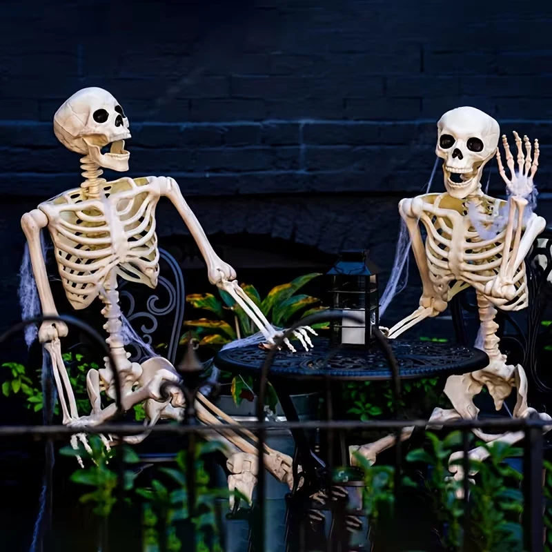 Anatomisches Skelettmodell