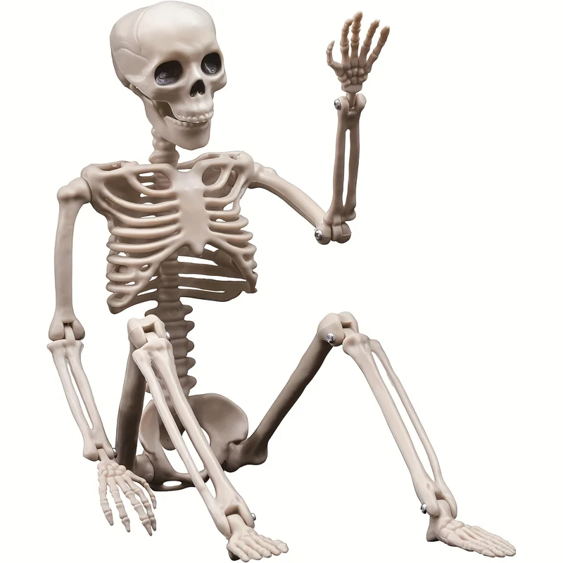 Anatomisches Modell
