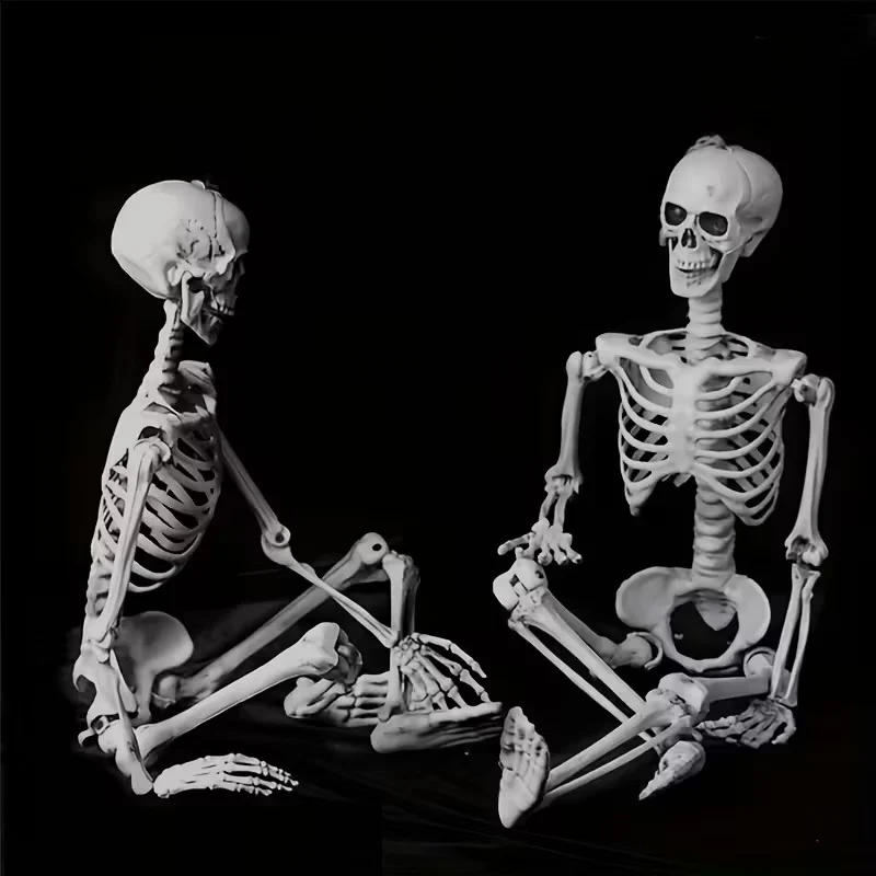 Anatomisches Lehrskelett