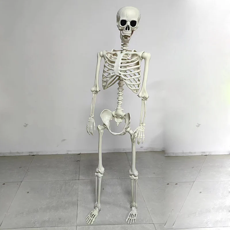 Anatomisches Lehrskelett