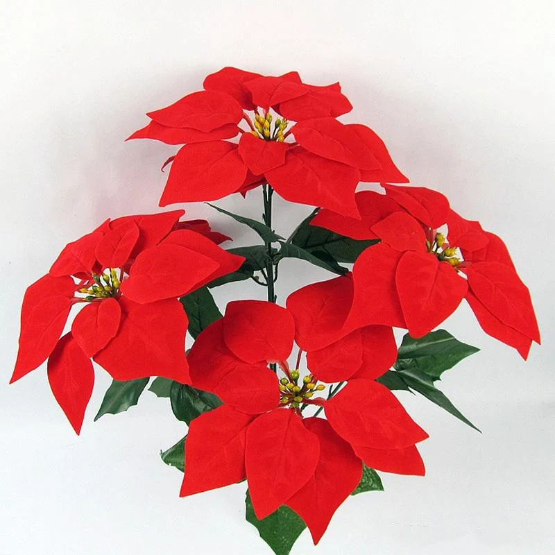 Dekorative Weihnachtsstern Pflanzeneinordnung Karnz