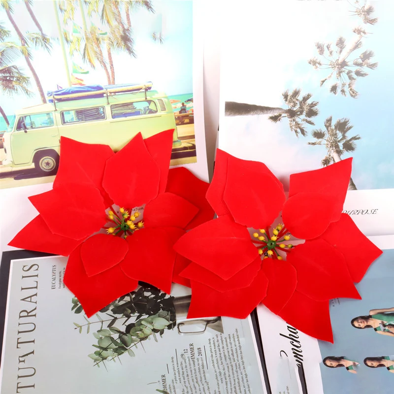 Dekorative Weihnachtsstern Pflanzeneinordnung Karnz