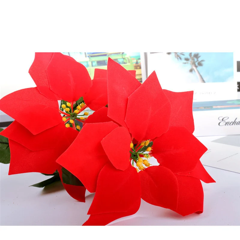 Dekorative Weihnachtsstern Pflanzeneinordnung Karnz