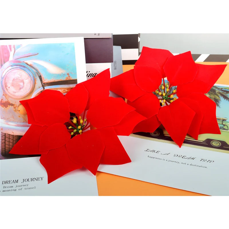 Dekorative Weihnachtsstern Pflanzeneinordnung Karnz